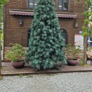 용인에버랜드펜션 | 용인 에버랜드 근교 당일 수영장 글램핑 펜션 숙박 파크오브드림