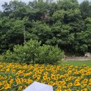 함안가방 | 함안 애견동반 여행, 강주해바라기축제 다녀왔어요! 꽃은 예쁘긴 했지만 재방문은 글쎄...