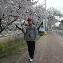 청주 무심천 벚꽃 이미지