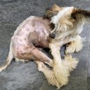 사파동225 이미지