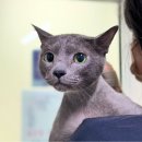 부산고양이미용&호텔 무냥무냥 대연점 이미지