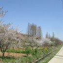 수원팔색길 매실길 이미지