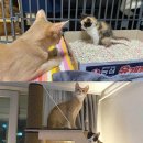 통통배