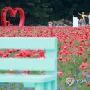 &#39;붉은 양귀비의 유혹&#39; 원주 용수골 꽃양귀비 축제 17일 개막 이미지