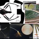 소금쟁이 이미지