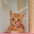 퍼피타임 이미지