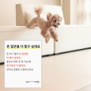 펫바이블 | 펫바이블 무독성 강아지매트로 반려견 안전하고 깔끔하게! 1m 크림 베이지 후기