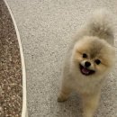 글로리퍼피 이미지