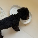 퍼피&피쉬 | 강아지사료 힐스 신제품 퍼피 스몰 앤 미니 후기