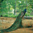 한가라지 이미지