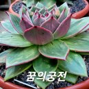 꿈의궁전