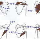 어깨의 골격과 근육 이미지