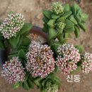 신동목장 이미지