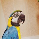 형섭이네 피자 이미지