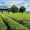 보성백록다원 이미지