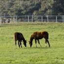 행여나목장 이미지