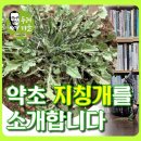 두레마을 약초 지칭개를 소개합니다