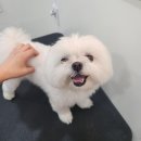 해맑은 애견미용 이미지