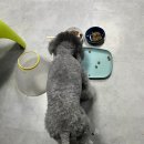 스노우의원 이미지