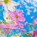 시월이네 이미지