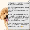 강화애견훈련학교 | 인천 강아지 훈련｜중•대형견 유치원 [아리스독] 소형견 율무 긍정강화훈련 후기_(1)훈련 결심 계기...