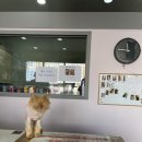 디딤동물병원