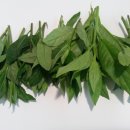 새순농장 이미지