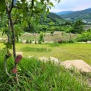 리틀 아쉬람 이미지