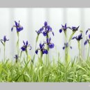 한붓꽃그림 이미지