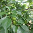 달봉농원 이미지