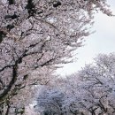 애월고등학교 (애월읍사무소방면) | 제주 벚꽃 명소 #5 장전리벚꽃길+애월고등학교+고성리~광령리 벚꽃