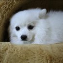 하얀강아지 이미지