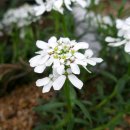 깔롱쟁이 이미지