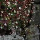 마리의 정원 이미지