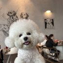 스타애견샵 이미지