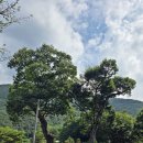 강원특자도 강원 20챌린지(challenge).. 영월＜시루산/발산＞연계산행은 멋진 도전이었다~.. 이미지