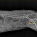 아프지말게 동물병원 이미지