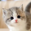 수원고양이분양 고사남 본점 이미지