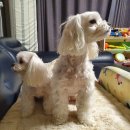 이쁘개멋지개 이미지