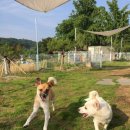 도기플래닛 더 스테이 이미지