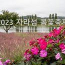 &#39;자라섬 봄꽃축제&#39; 2023년 5월 20일 막올라...&#39;한국관광 100선&#39; 포함 시너지 이미지