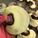 영지2농장 이미지