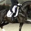 How to Do Basic Dressage Successfully 이미지