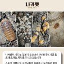 나카펫