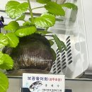 삼주초장 네이버블로그