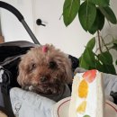 동반 | 분당 서현 스칼렛 베이커리 애견동반 후기 붐비는 시간대 체감