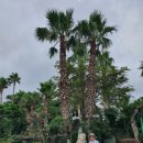 건강과성박물관 제주 이미지