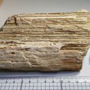 화석(규화목) 이미지