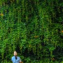 제1공단근린공원공영주차장 | 경기도 능소화 명소 성남 희망대공원 주차 꽃길 위치 실시간 개화상황