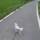 개이쁘개 이미지